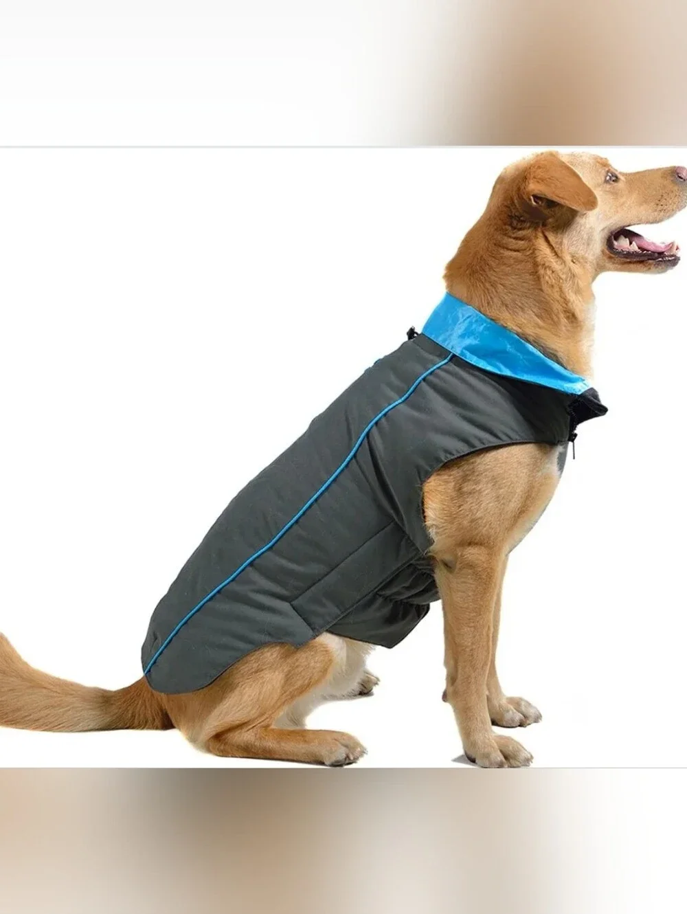 Large Dog Jacket - Gray with Teal Trim